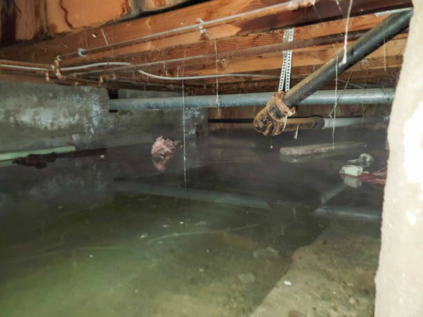 Best Water damage contractors near me  in Linntown, PA